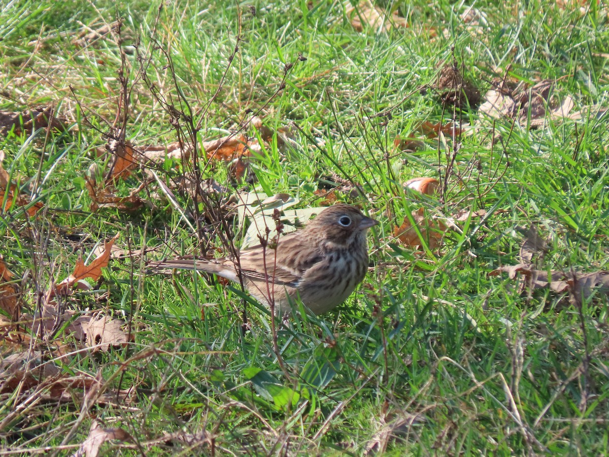 Vesper Sparrow - ML276241591