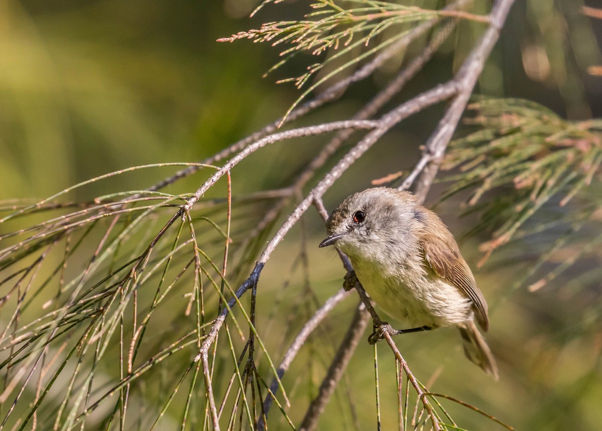 Brown Gerygone - ML276242651