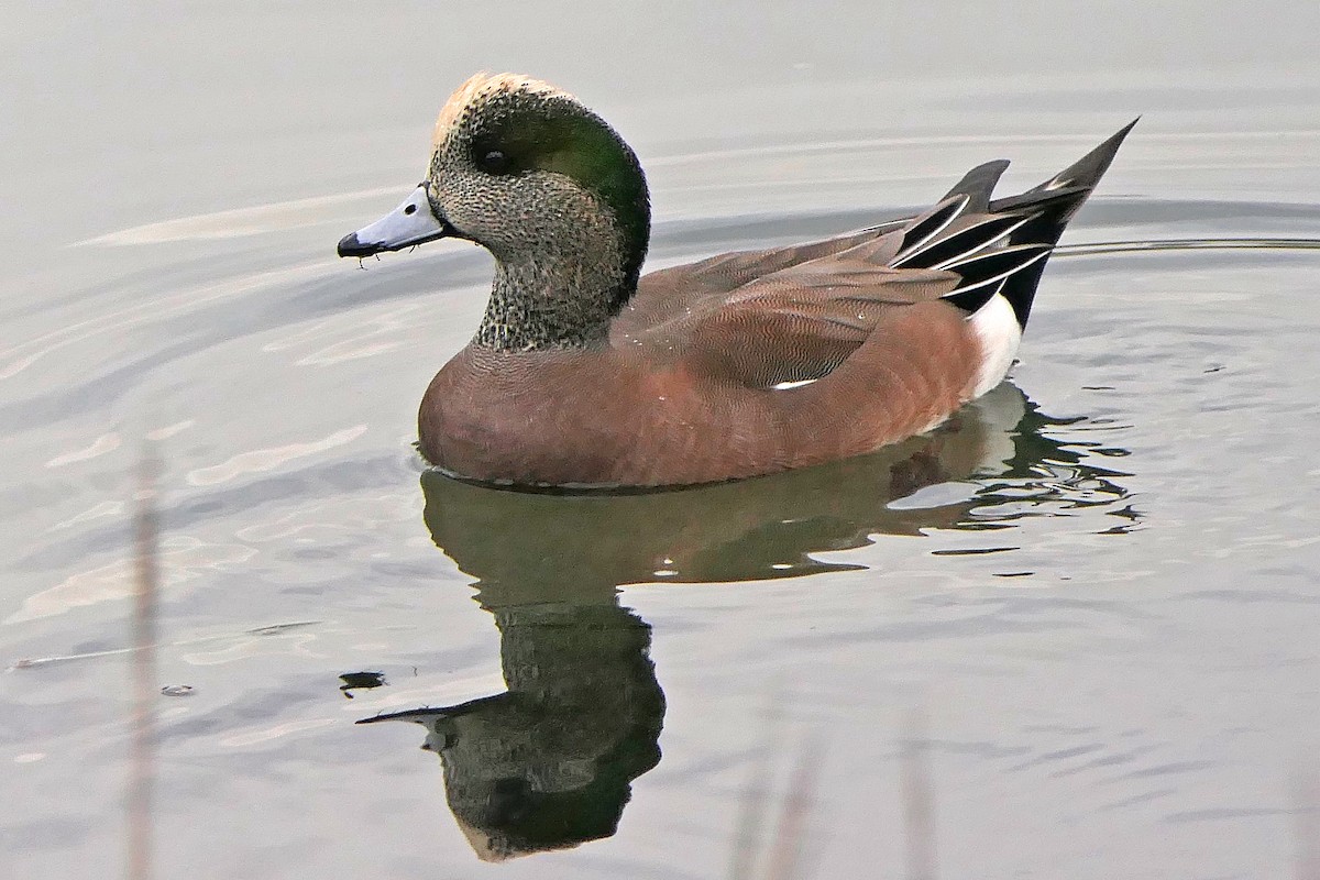 American Wigeon - ML276242881