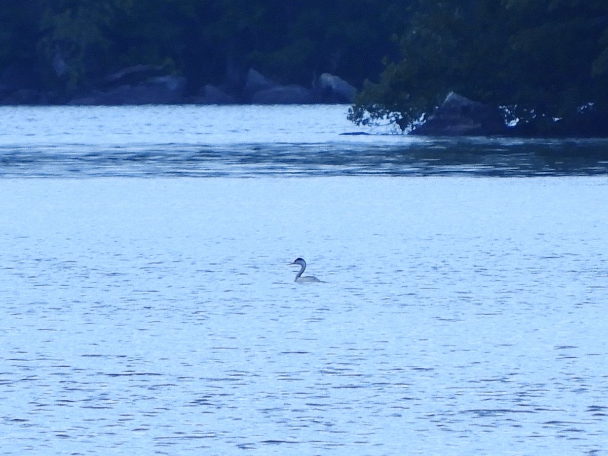 Clark's Grebe - ML276243101