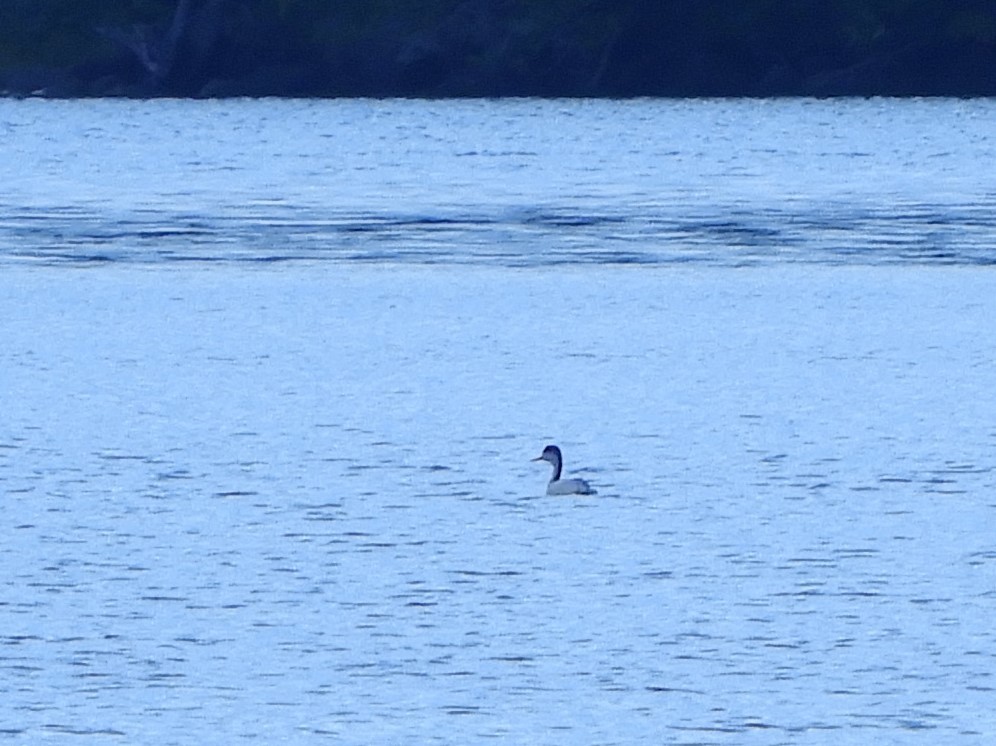 Clark's Grebe - ML276243411