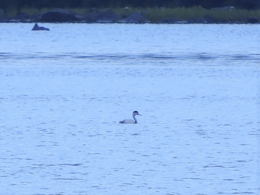 Clark's Grebe - ML276243881