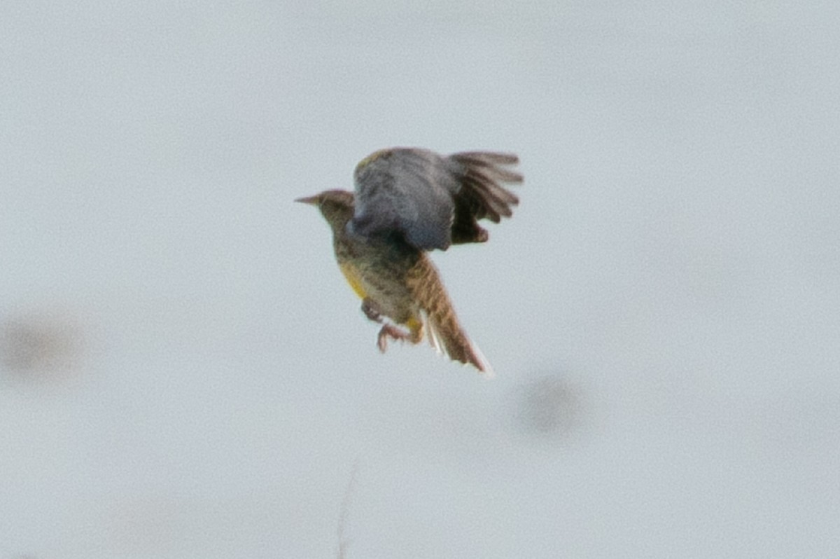 Western Meadowlark - ML276245021