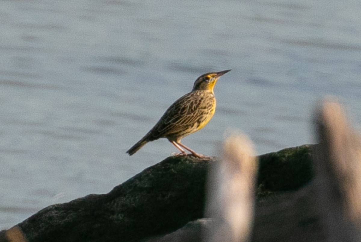 Western Meadowlark - ML276245031