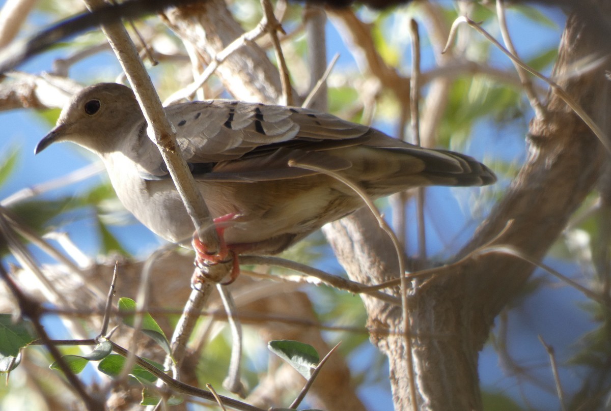 Ruddy Ground Dove - Brian Nicholas