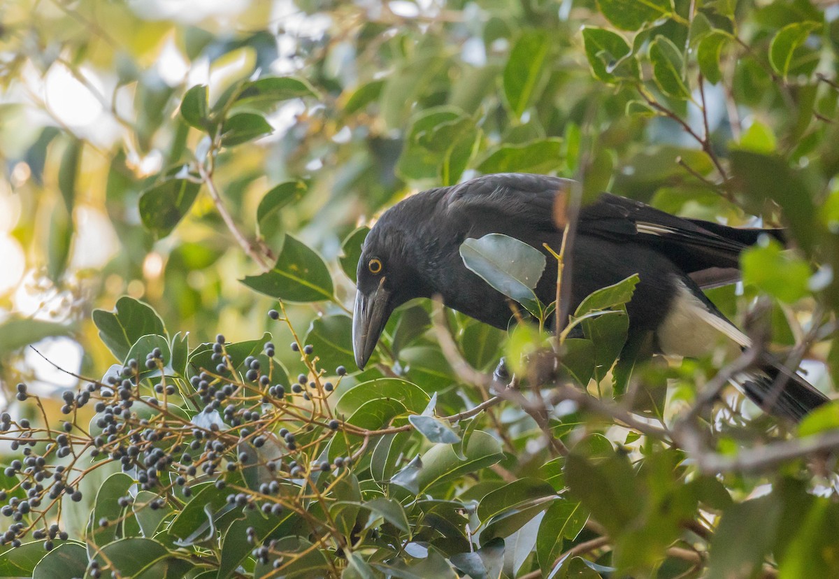 Pied Currawong - ML276245801