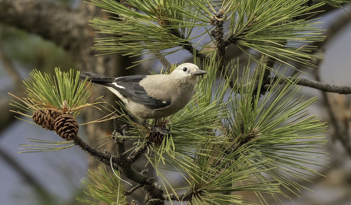 Clark's Nutcracker - ML276245961