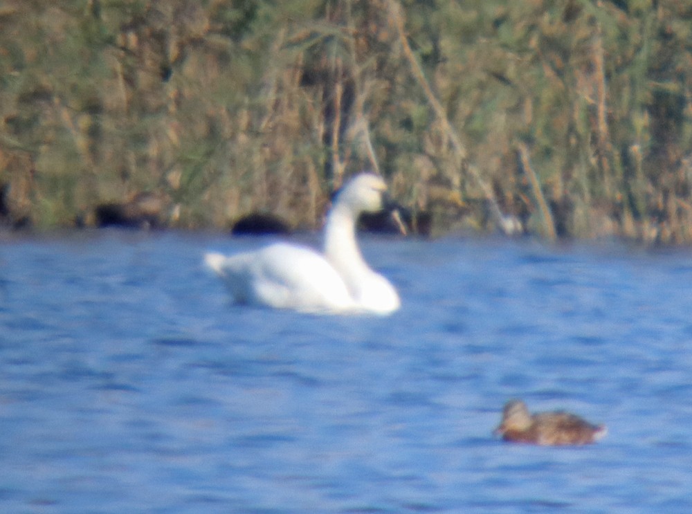 Tundra Swan - ML276248071