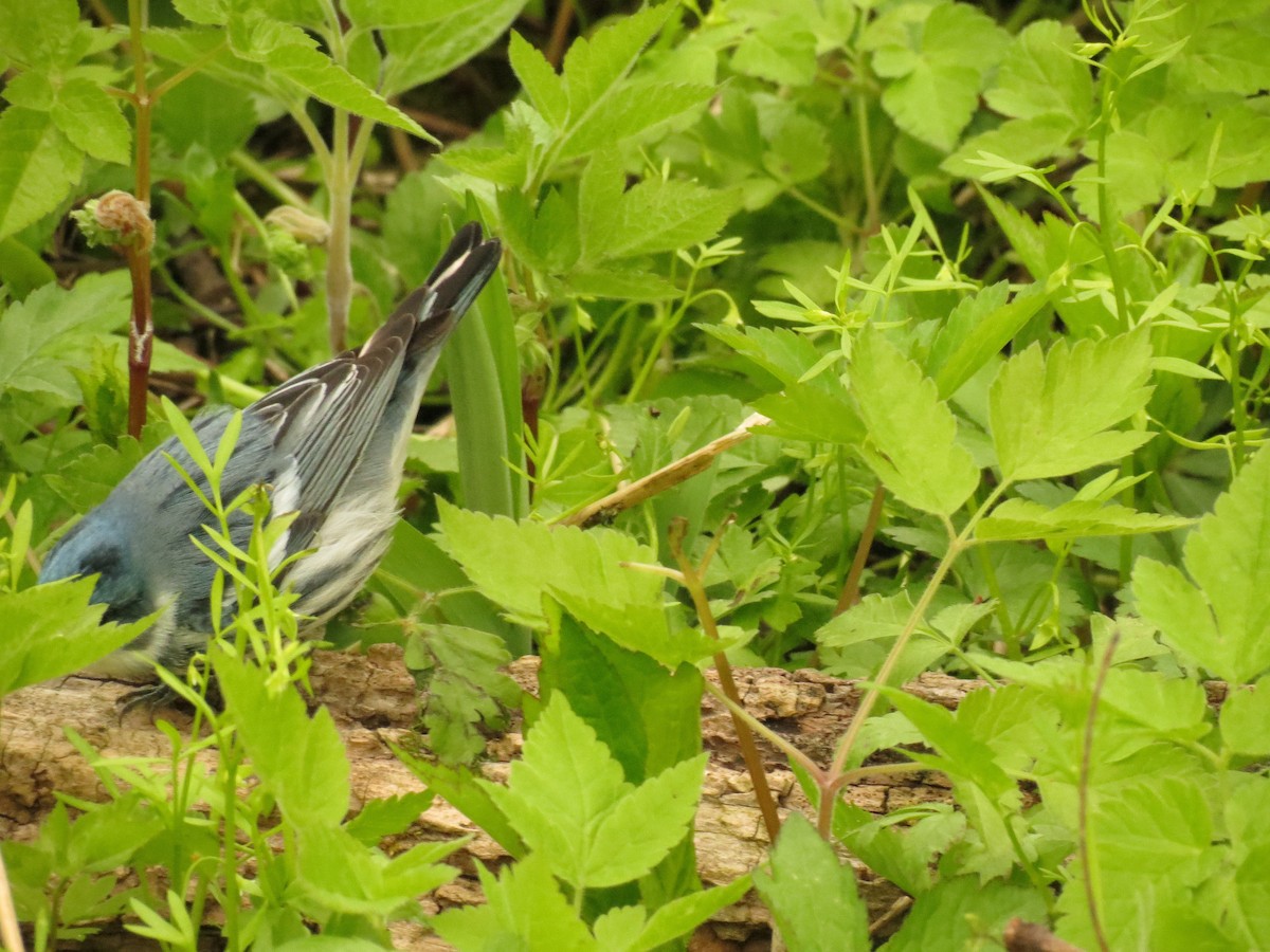 Cerulean Warbler - Reuven Martin