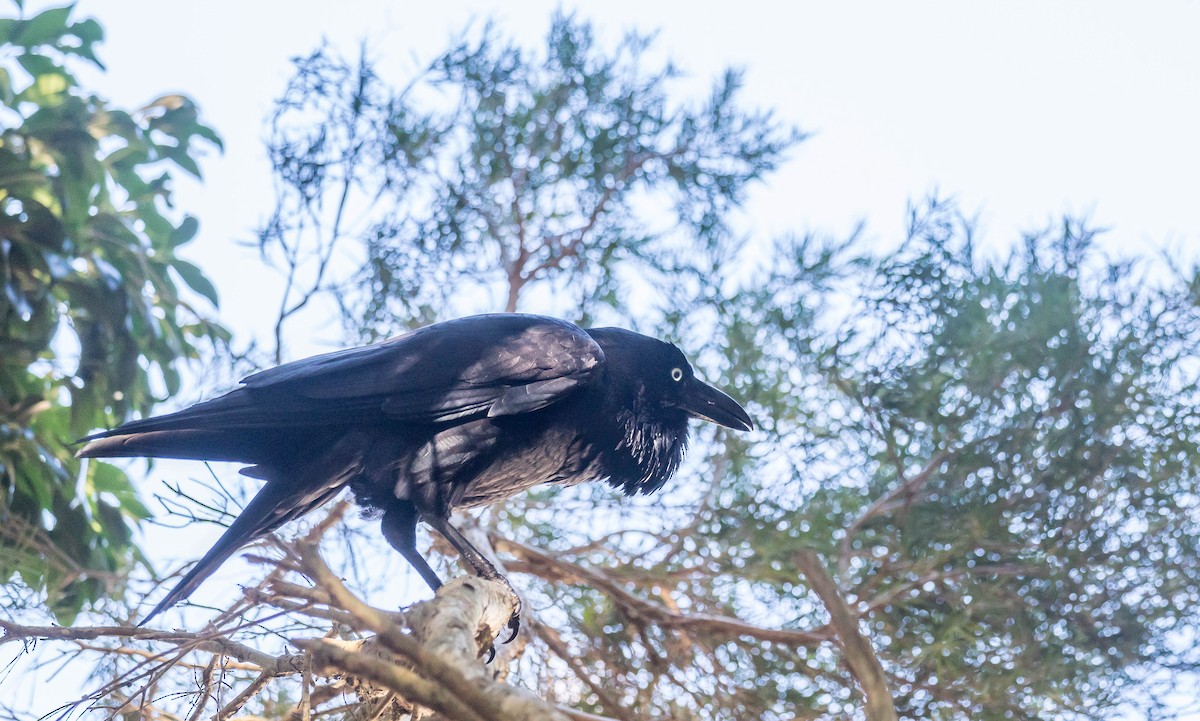 Australian Raven - ML276248161