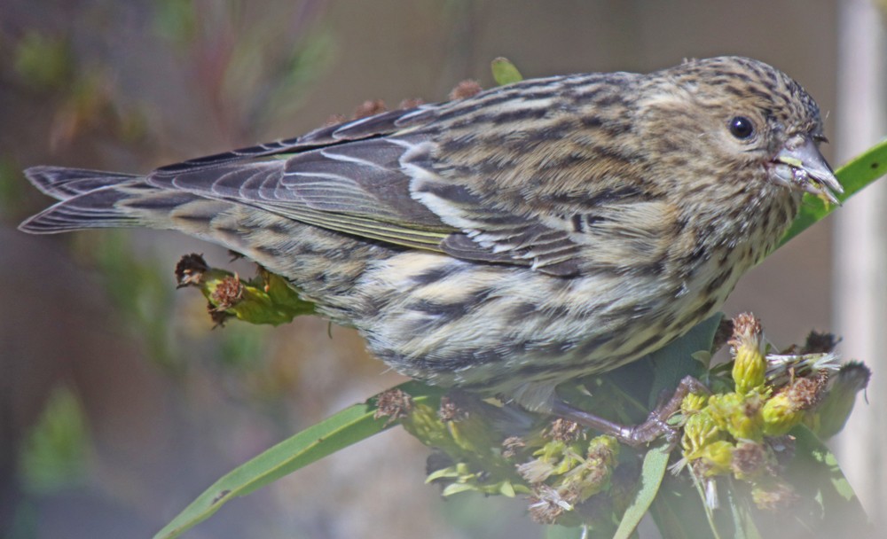 Pine Siskin - ML276248461