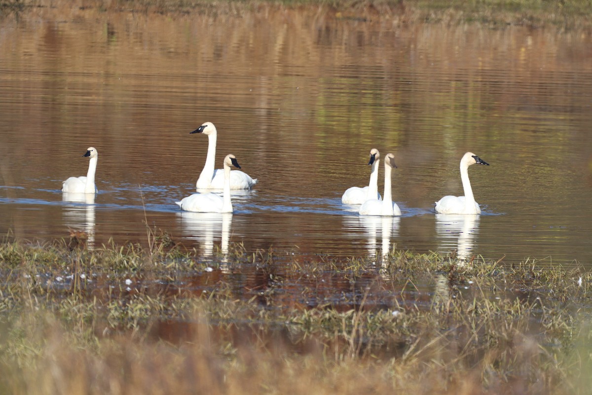 Trumpeter Swan - Steven Honaker