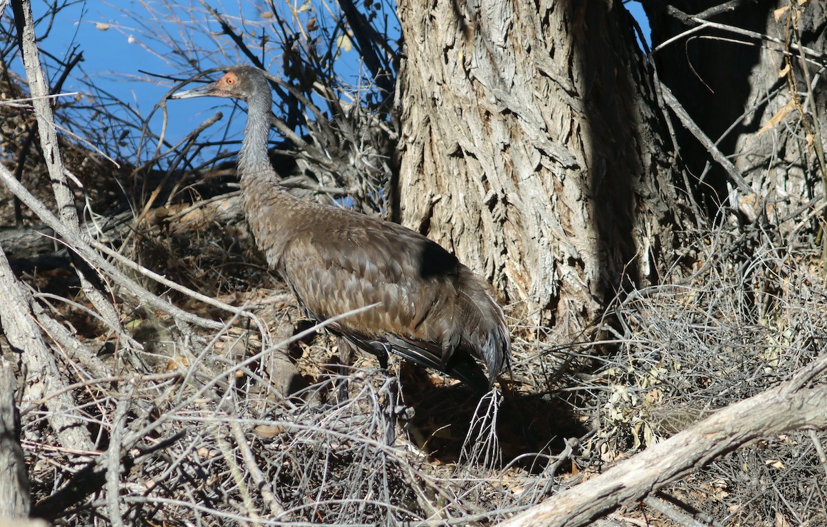 Sandhill Crane - ML276249751