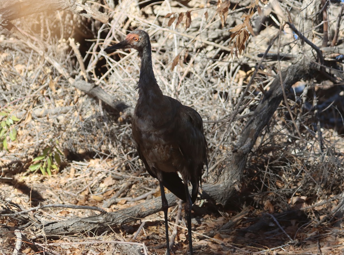 Sandhill Crane - ML276249941