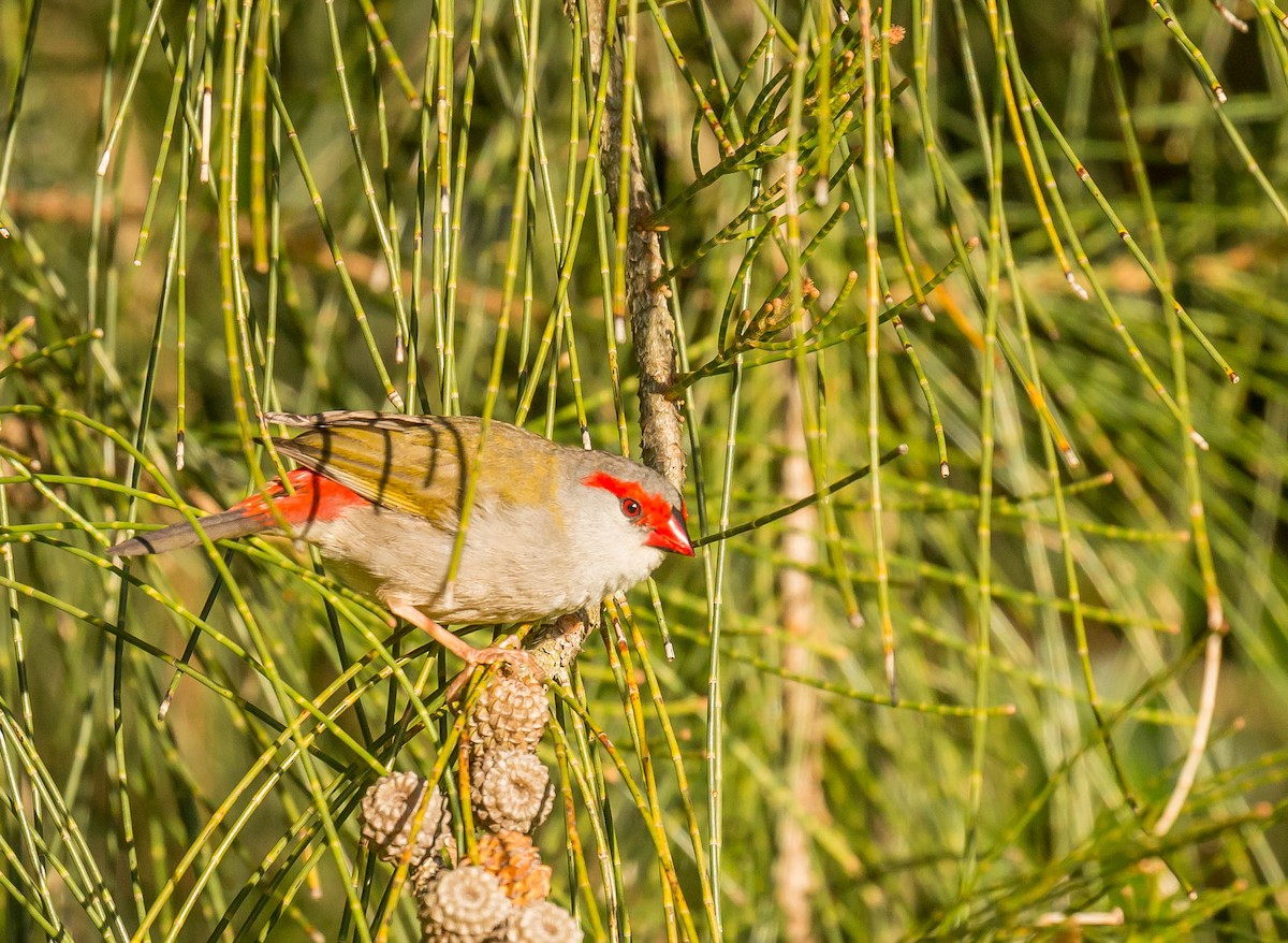 Red-browed Firetail - ML276250061