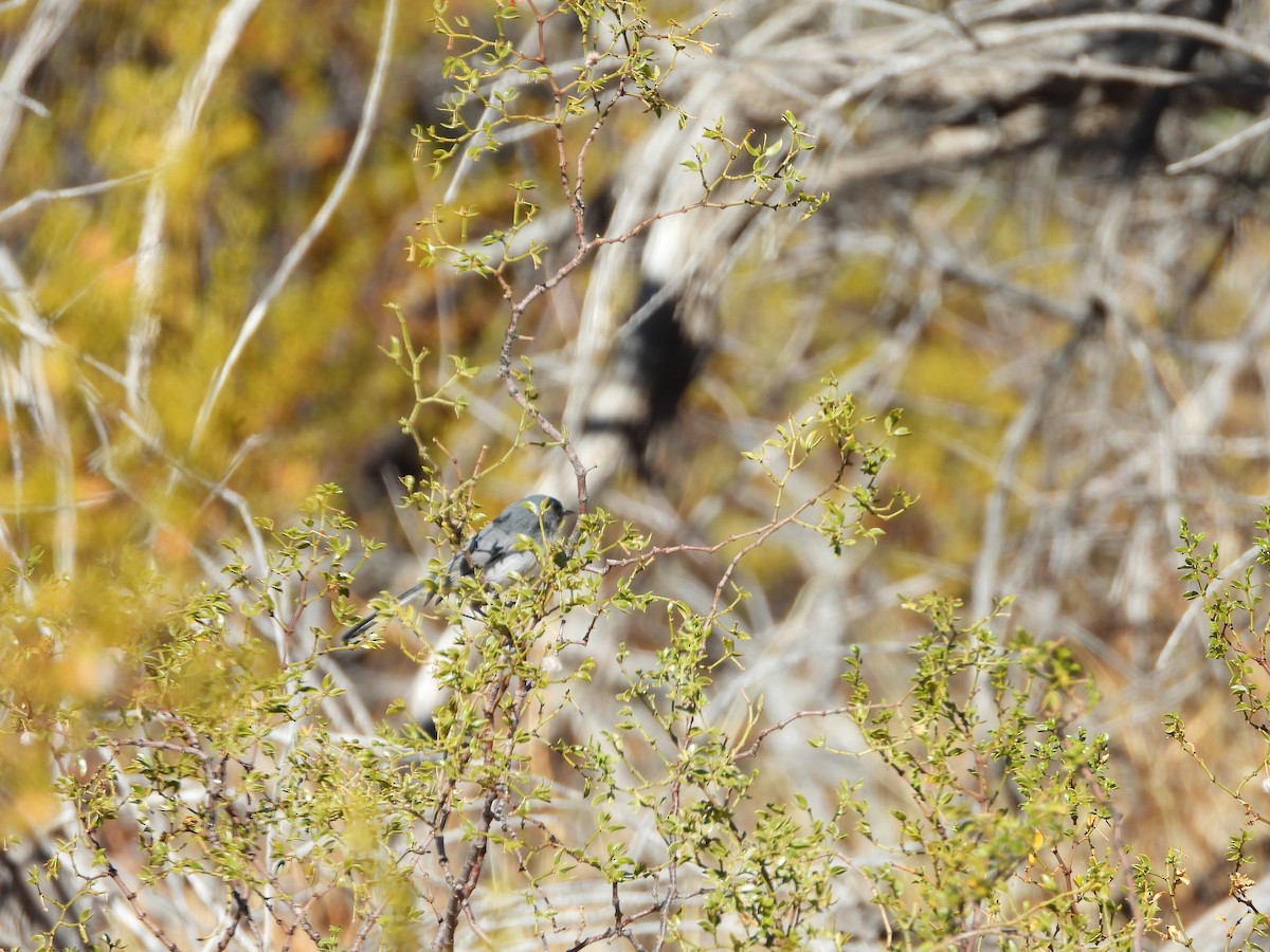 eBird Checklist - 31 Oct 2020 - Lytle Ranch Preserve - 15 species (+2 ...