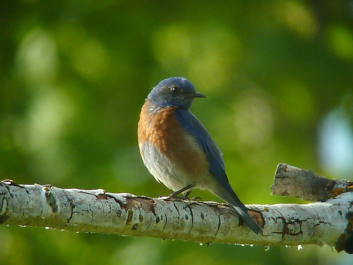 Western Bluebird - ML27625341