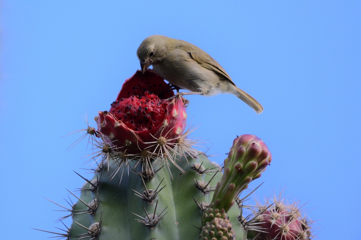 Black-faced Grassquit - ML276254101