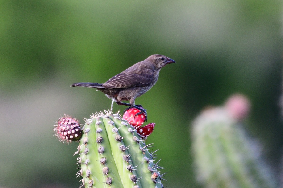 Shiny Cowbird - ML276254141