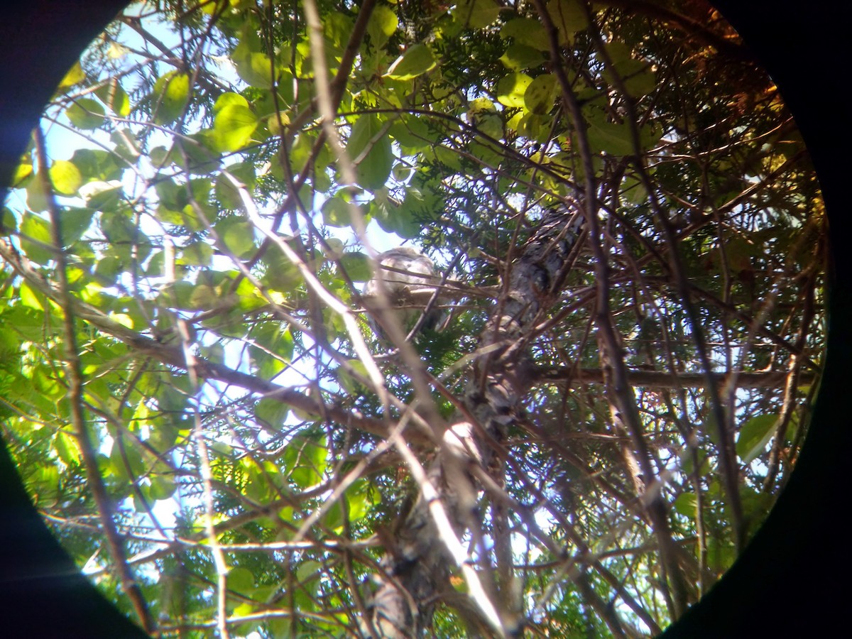 Northern Saw-whet Owl - ML276254181