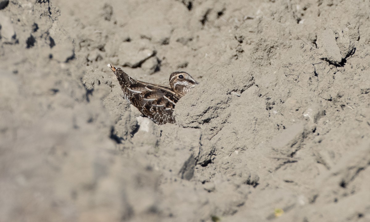 Wilson's Snipe - ML276254731