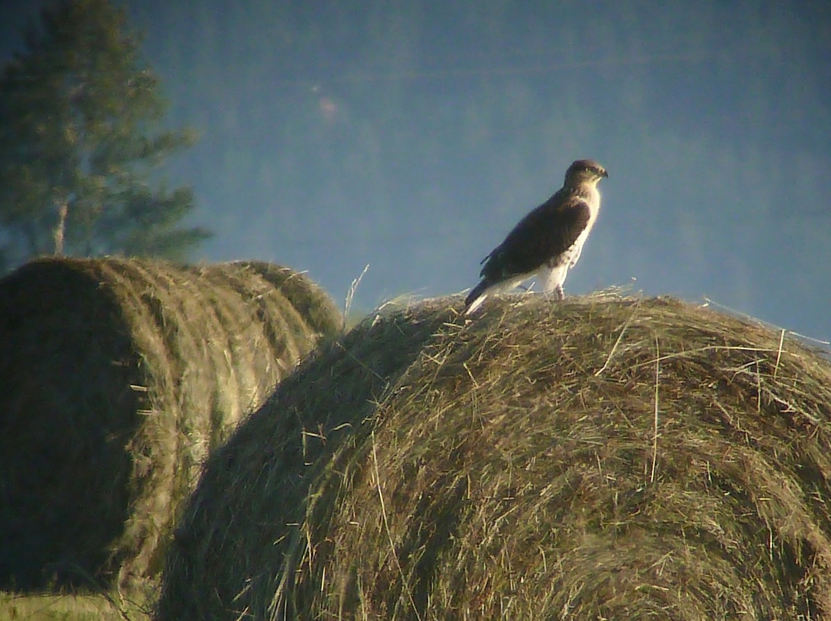 Ferruginous Hawk - Daniel Casey