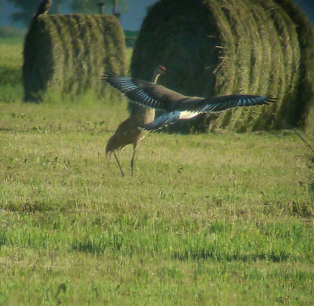 Ferruginous Hawk - Daniel Casey