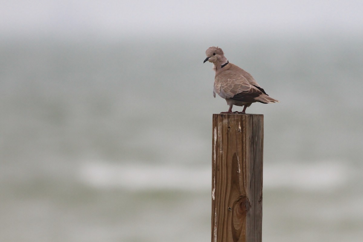 Eurasian Collared-Dove - ML27625601