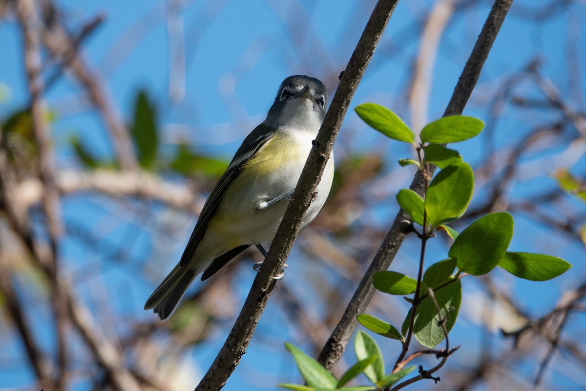 Blue-headed Vireo - ML276256191