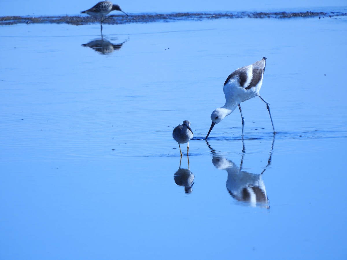 Avocette d'Amérique - ML276256221