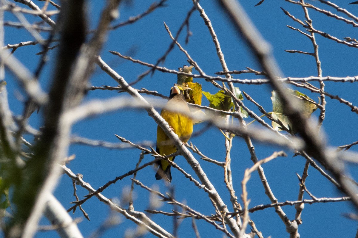 Evening Grosbeak - ML276256401