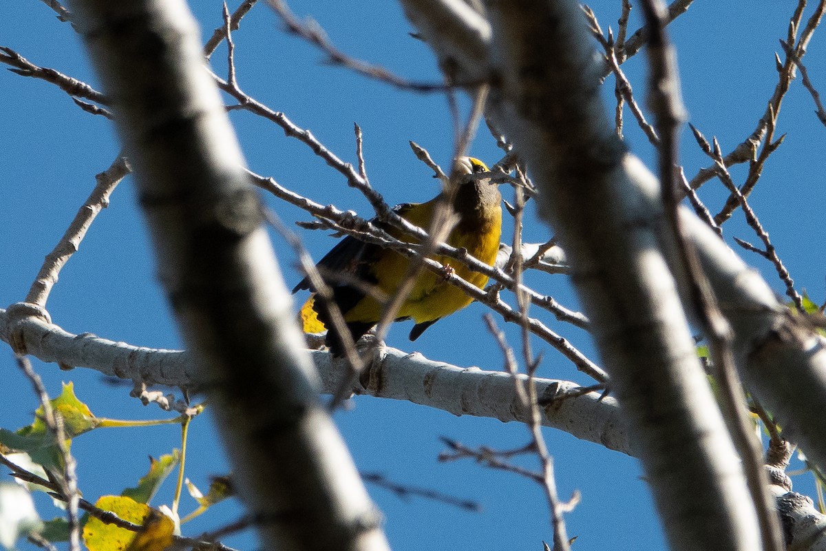 Evening Grosbeak - ML276256421