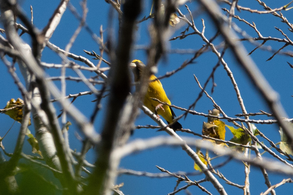 Evening Grosbeak - ML276256451