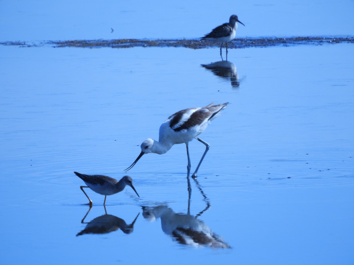 Avoceta Americana - ML276256461