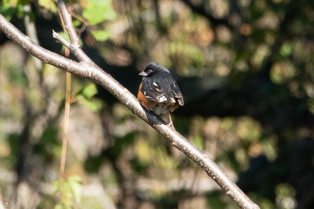 Eastern Towhee - ML276256621