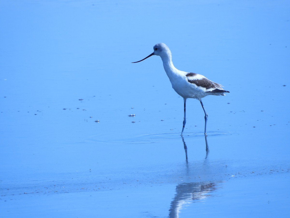 Avoceta Americana - ML276256911