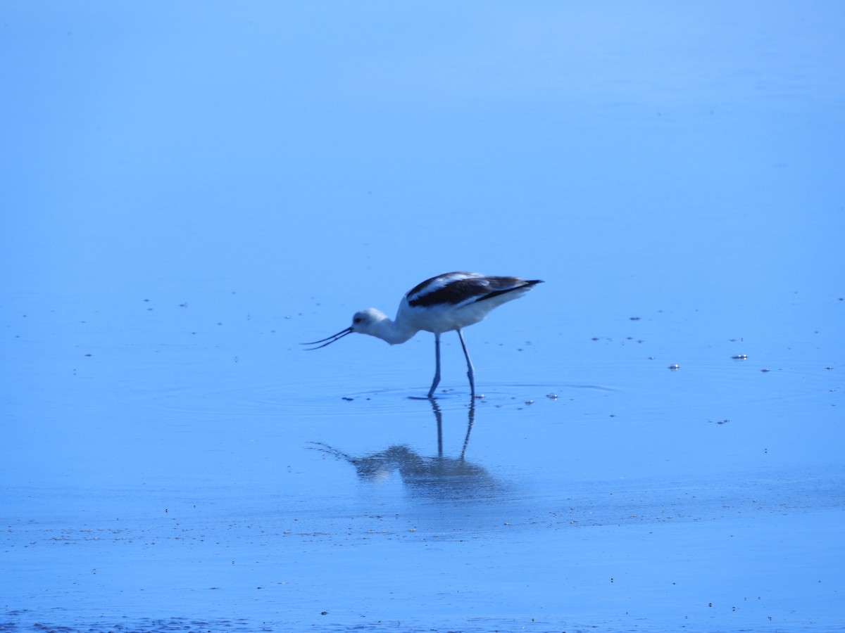 Avoceta Americana - ML276257071