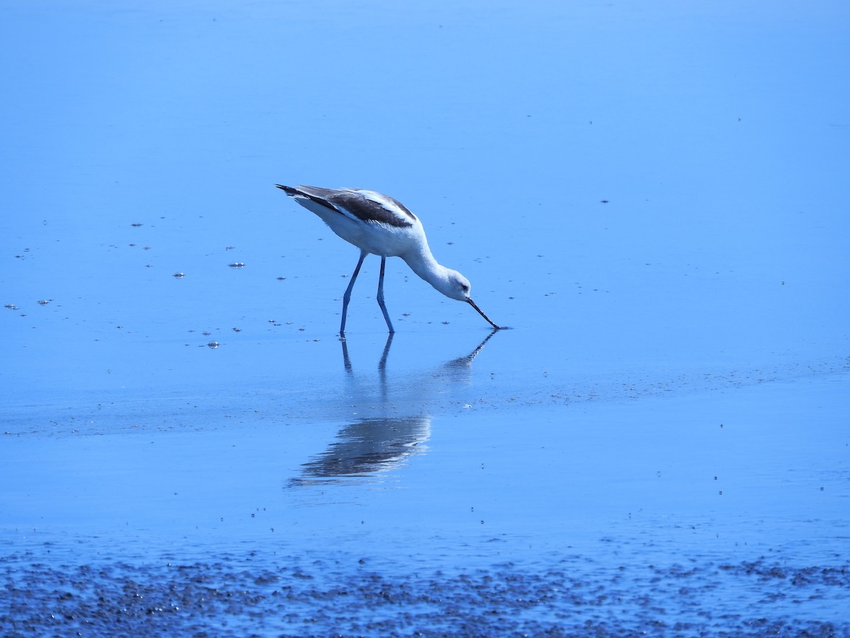 Avocette d'Amérique - ML276257481