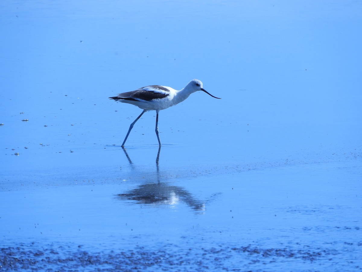 Avoceta Americana - ML276257771