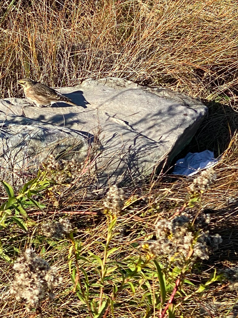 Horned Lark - ML276259451