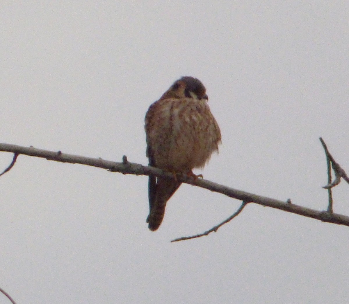 American Kestrel - Mary  McMahon