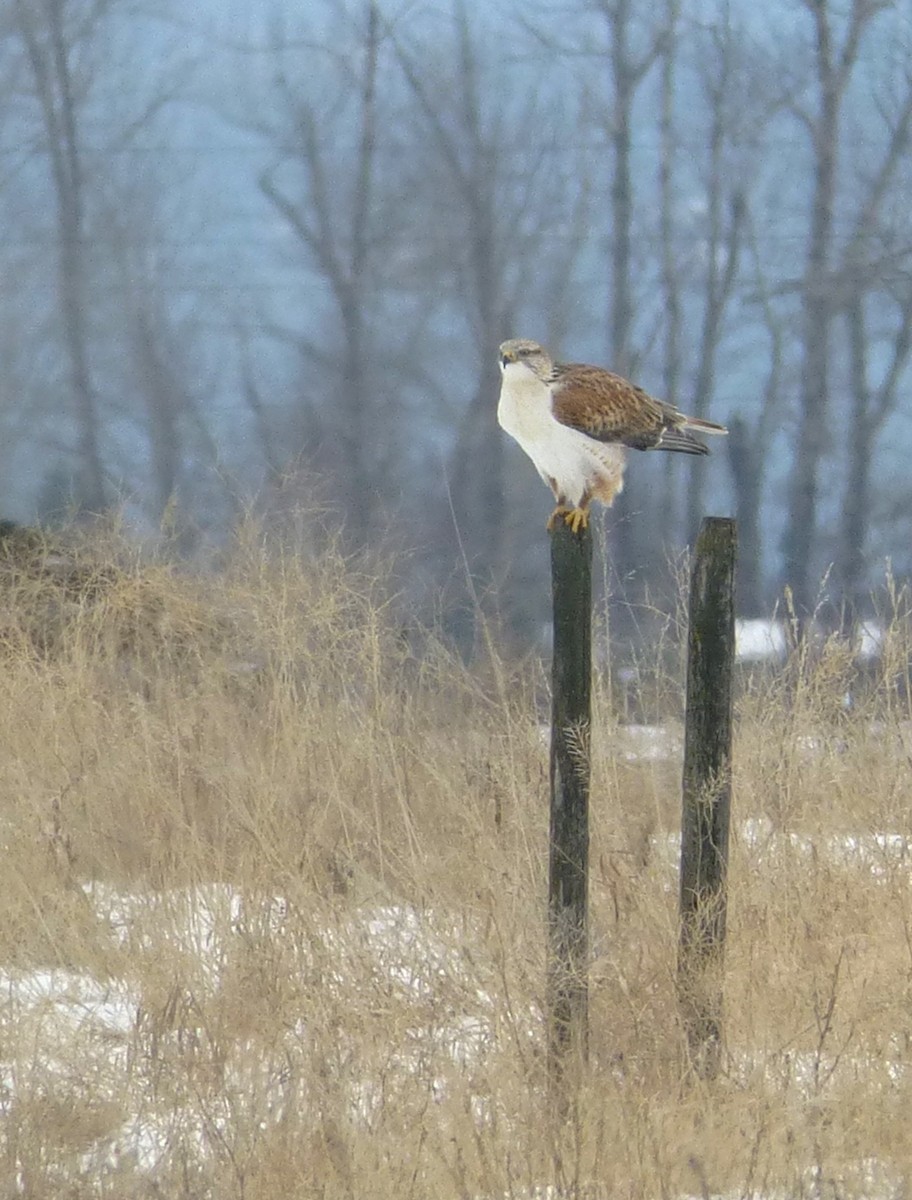 Ferruginous Hawk - ML27626191