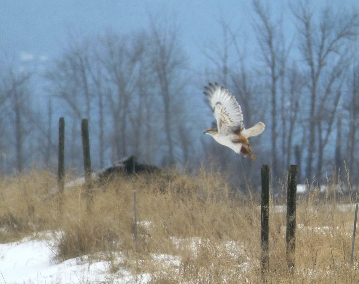 Ferruginous Hawk - Daniel Casey