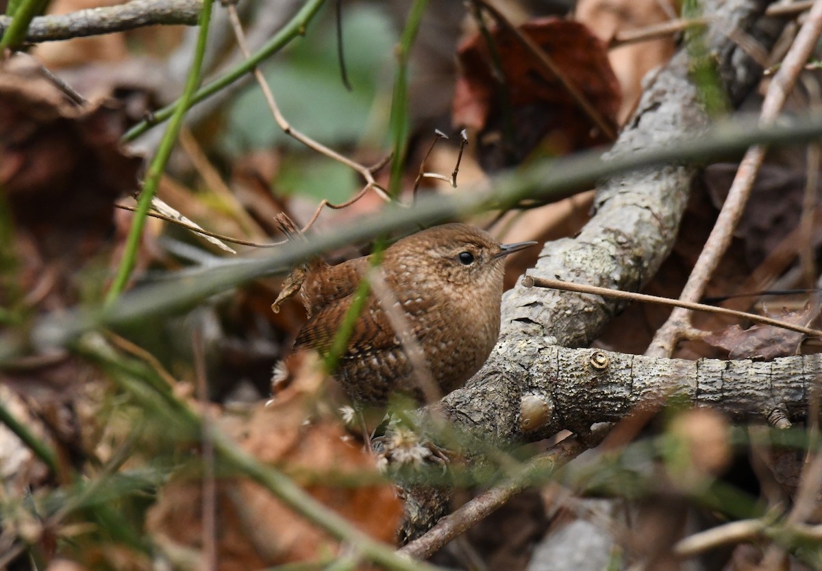 Troglodyte des forêts - ML276262491