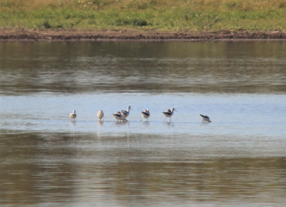 Avocette d'Amérique - ML276264601