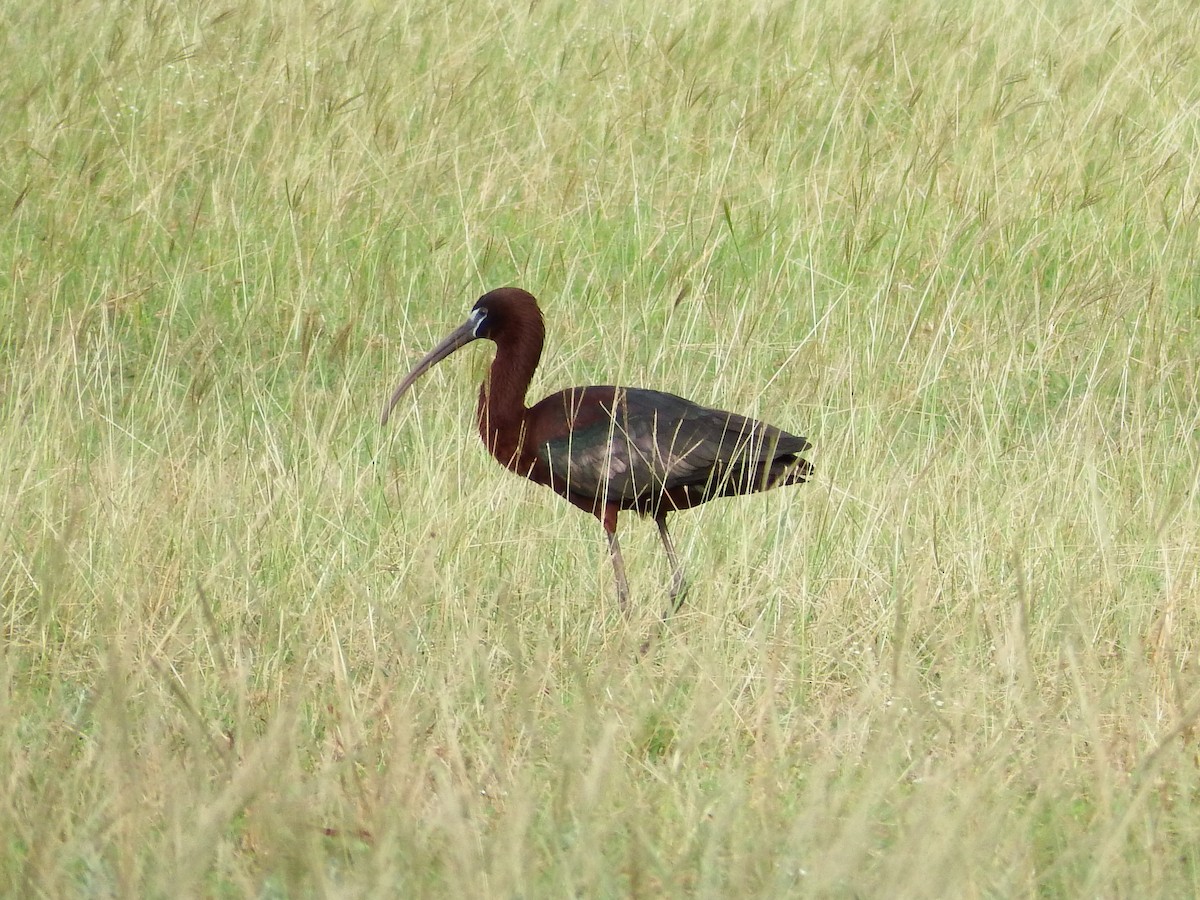ibis hnědý - ML27626491