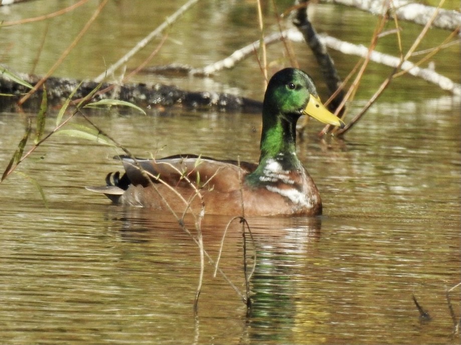 Mallard - ML276265371