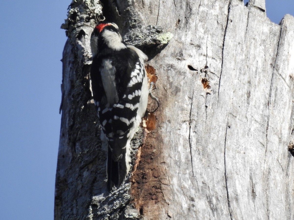 Downy Woodpecker - ML276265511