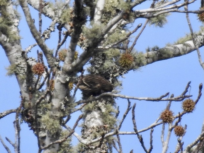 Pine Siskin - Alan Pollard