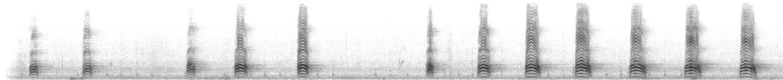 Weißbauch-Lärmvogel - ML276266